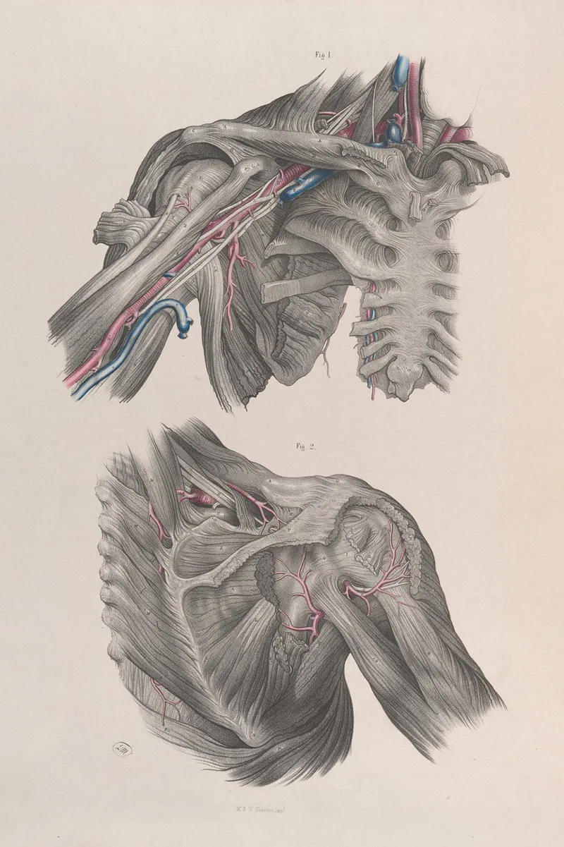Surgical Anatomy Pl 11 Wall Art by Joseph Maclise - High-Resolution Digital Print