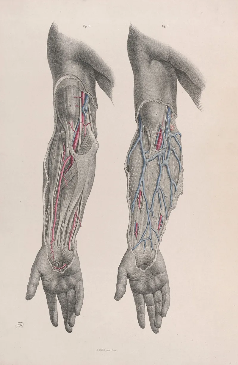Surgical Anatomy Pl 12 Wall Art by Joseph Maclise - High-Resolution Digital Print