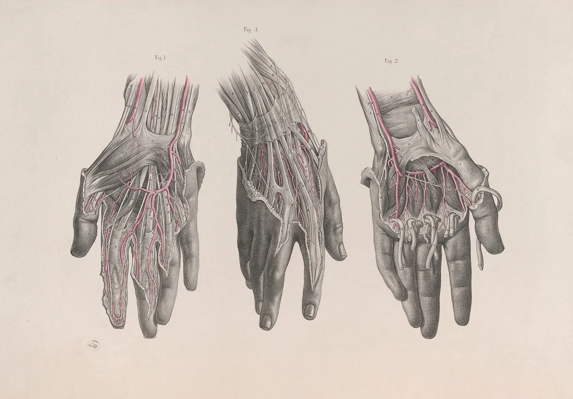 Surgical Anatomy Pl 13 Wall Art by Joseph Maclise - High-Resolution Digital Print