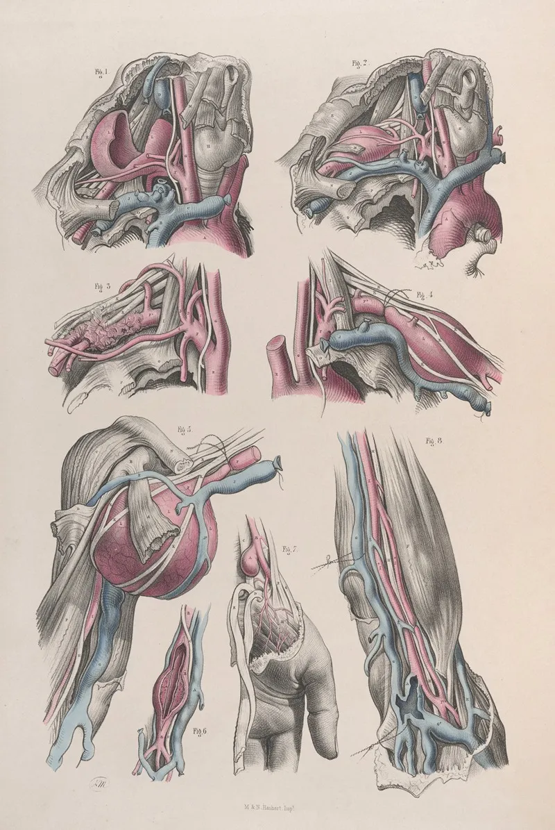 Surgical Anatomy Pl 18 Wall Art by Joseph Maclise - High-Resolution Digital Print