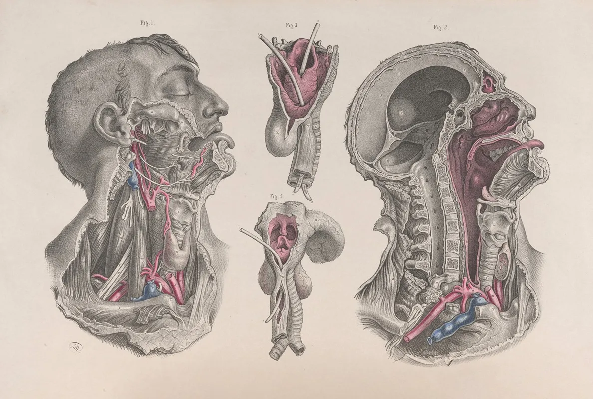 Surgical Anatomy Pl 20 Wall Art by Joseph Maclise - High-Resolution Digital Print