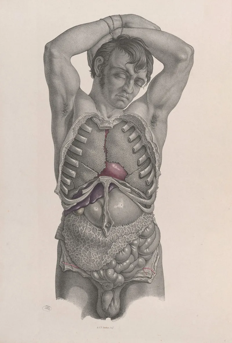 Surgical Anatomy Pl 21 Wall Art by Joseph Maclise - High-Resolution Digital Print