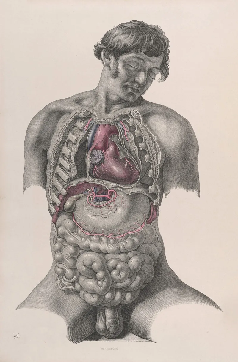 Surgical Anatomy Pl 22 Wall Art by Joseph Maclise - High-Resolution Digital Print