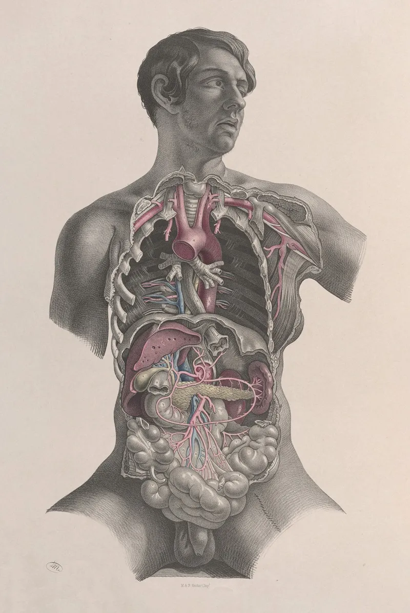Surgical Anatomy Pl 23 Wall Art by Joseph Maclise - High-Resolution Digital Print