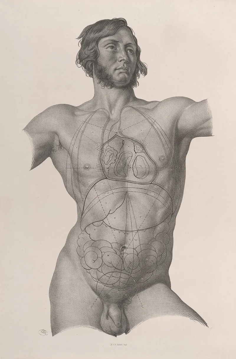 Surgical Anatomy Pl 25 Wall Art by Joseph Maclise - High-Resolution Digital Print