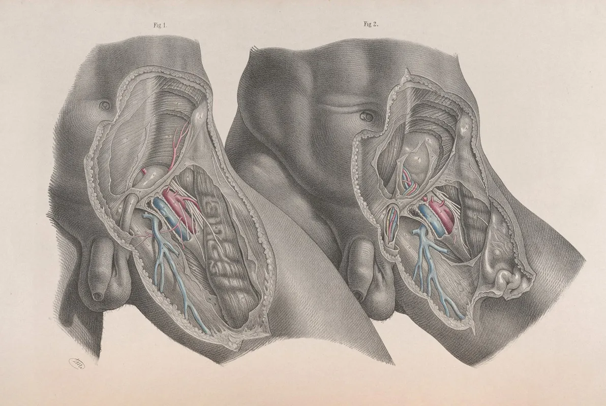 Surgical Anatomy Pl 28 Wall Art by Joseph Maclise - High-Resolution Digital Print