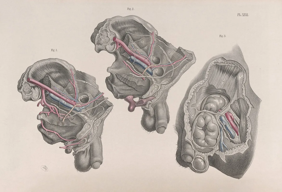 Surgical Anatomy Pl 31 Wall Art by Joseph Maclise - High-Resolution Digital Print