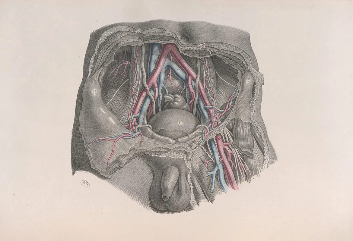 Surgical Anatomy Pl 39 Wall Art by Joseph Maclise - High-Resolution Digital Print