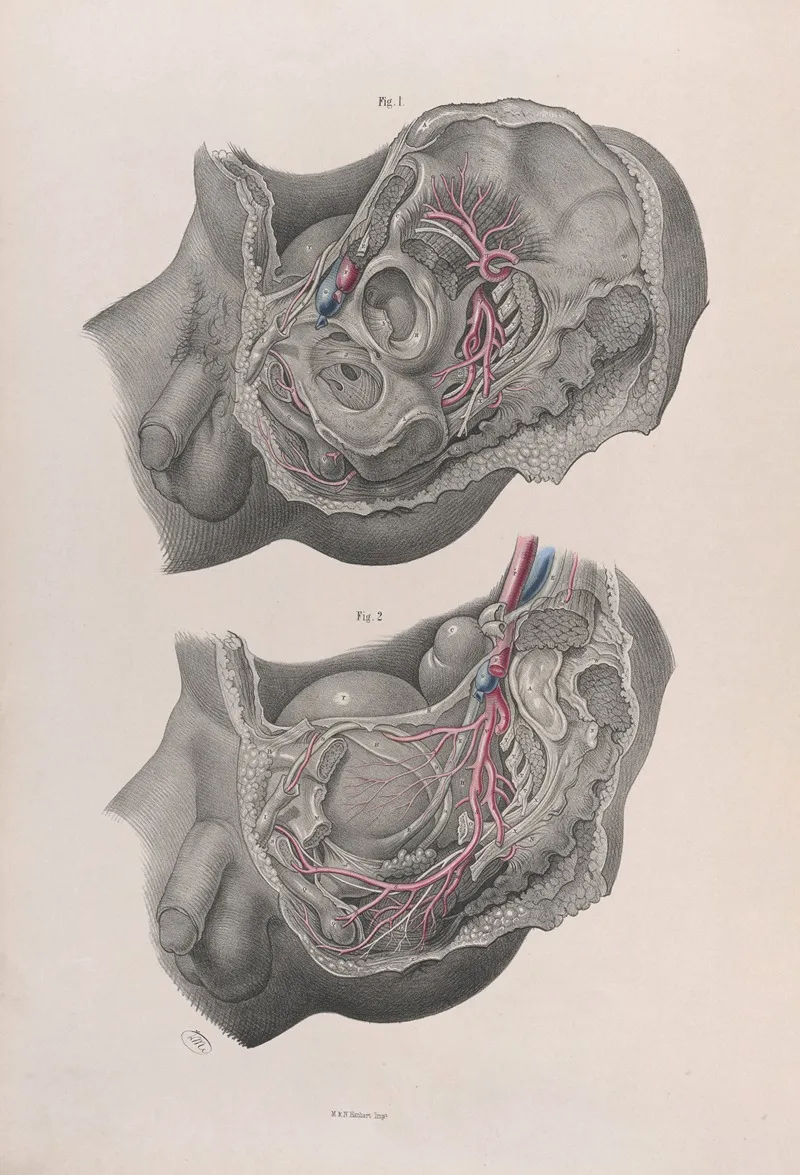 Surgical Anatomy Pl 40 Wall Art by Joseph Maclise - High-Resolution Digital Print