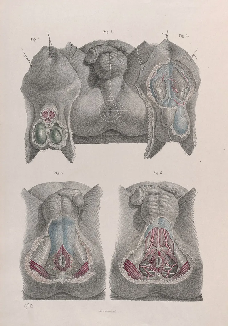 Surgical Anatomy Pl 42 Wall Art by Joseph Maclise - High-Resolution Digital Print