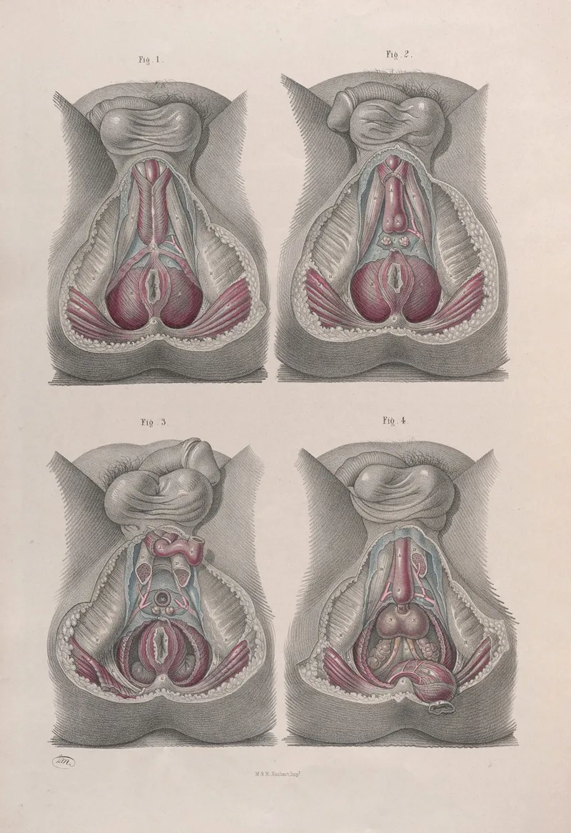 Surgical Anatomy Pl 43 Wall Art by Joseph Maclise - High-Resolution Digital Print