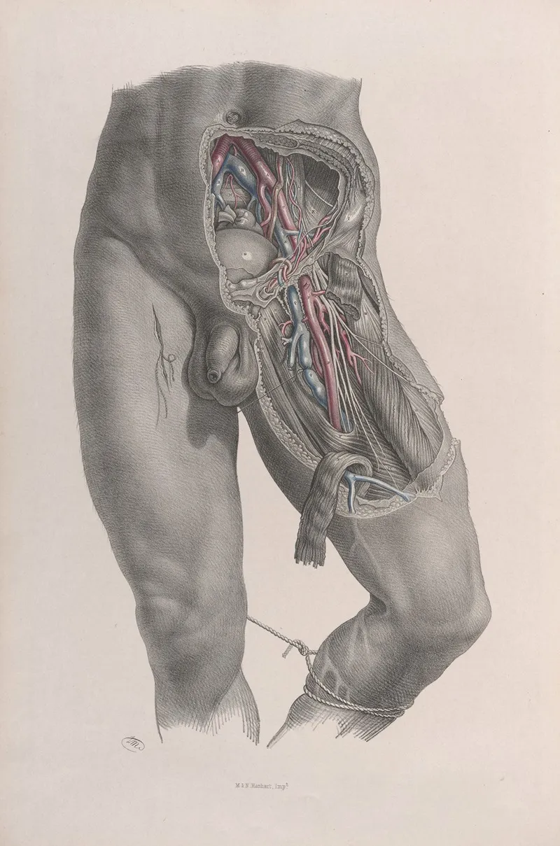Surgical Anatomy Pl 48 Wall Art by Joseph Maclise - High-Resolution Digital Print