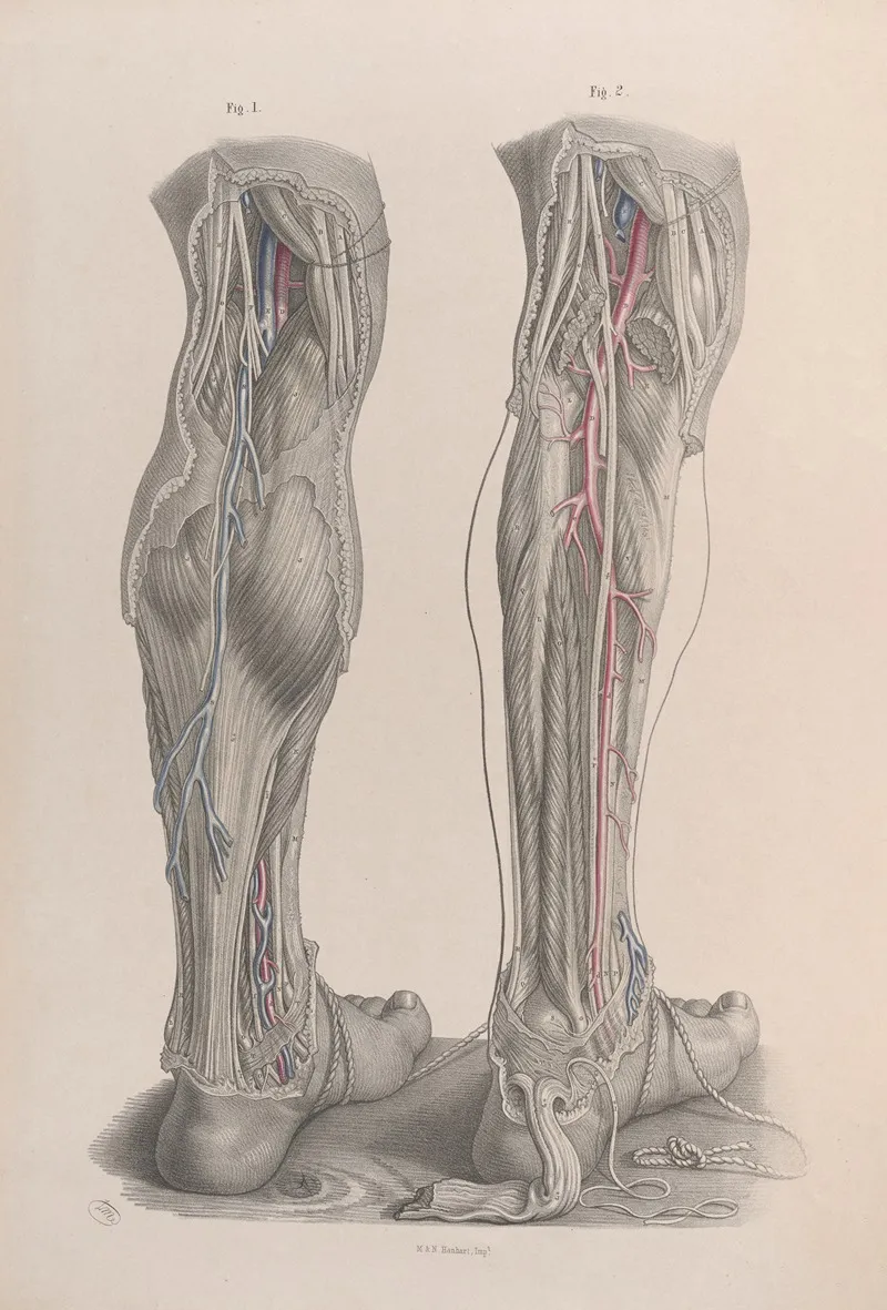 Surgical Anatomy Pl 49 Wall Art by Joseph Maclise - High-Resolution Digital Print