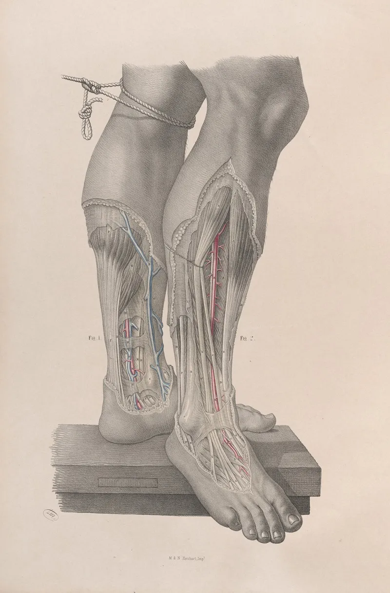 Surgical Anatomy Pl 50 Wall Art by Joseph Maclise - High-Resolution Digital Print