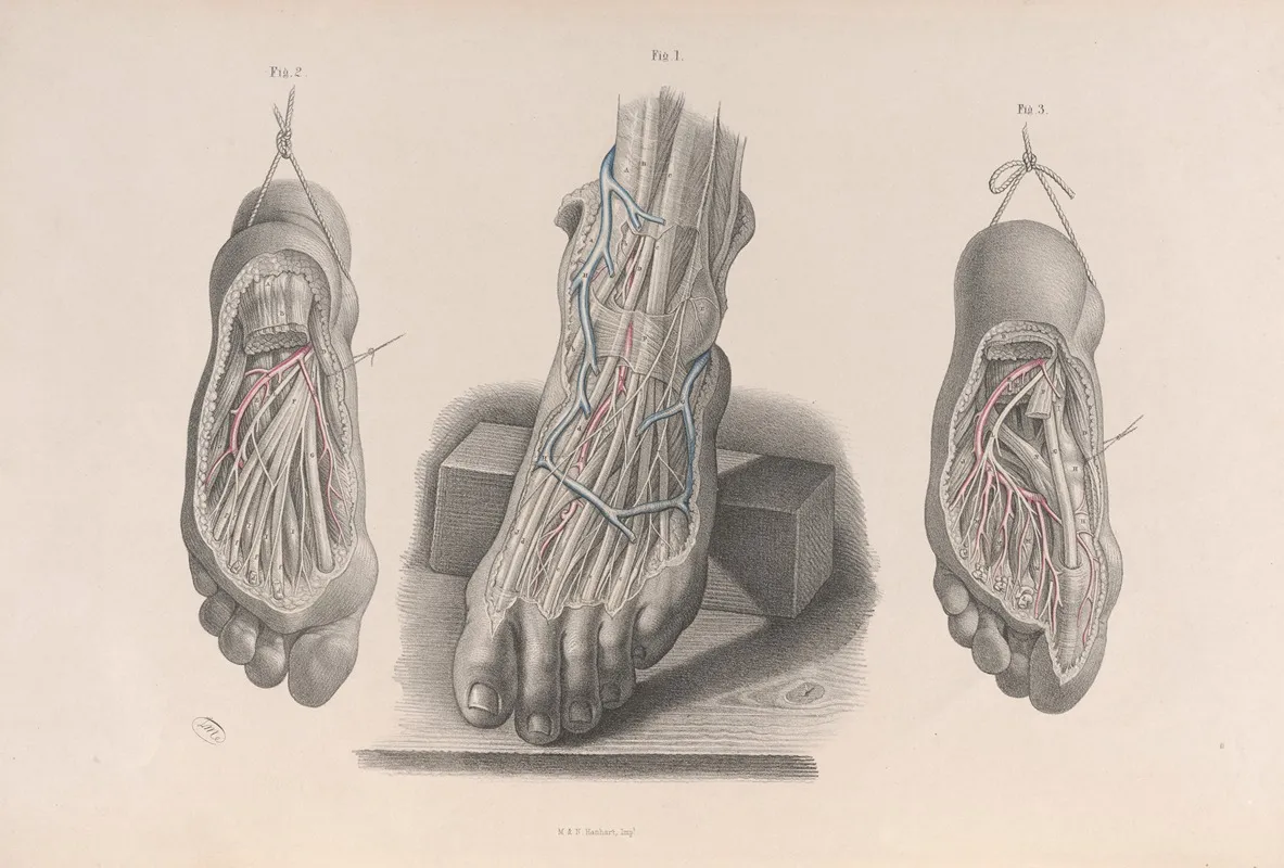 Surgical Anatomy Pl 51 Wall Art by Joseph Maclise - High-Resolution Digital Print