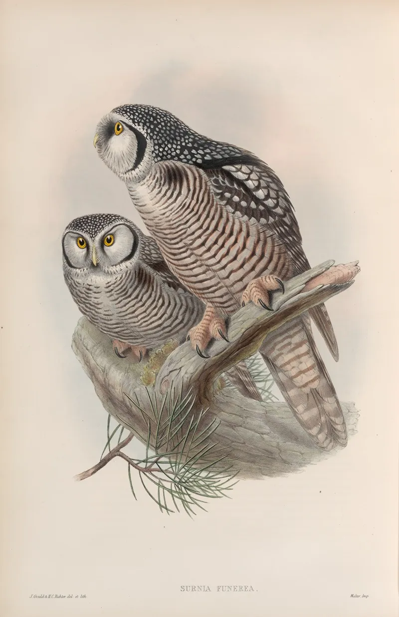 Surnia Funerea Hawk Owl Wall Art by John Gould - High-Resolution Digital Print