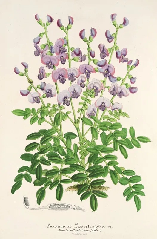 Swainsona Lessertiaefolia Wall Art by Charles Antoine Lemaire - High-Resolution Digital Print
