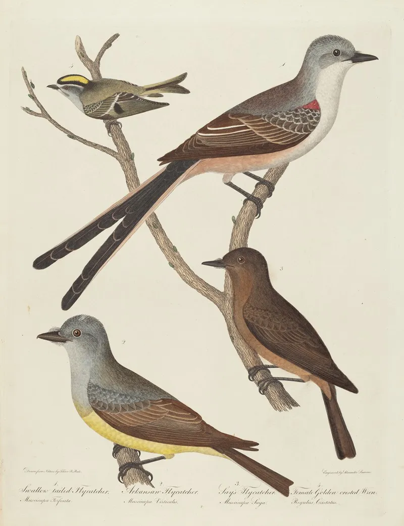 Swallow Tailed Flycatcher Arkansas Flycatcher Says Flycatcher And Female Golden Crested Wren Wall Art by Alexander Lawson - High-Resolution Digital Print