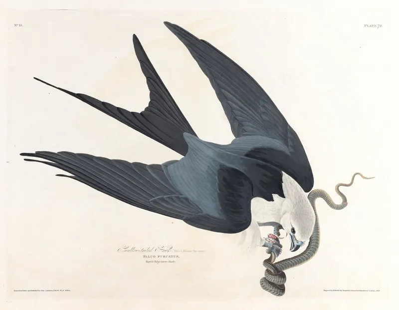 Swallow Tailed Hawk Wall Art by John James Audubon - High-Resolution Digital Print
