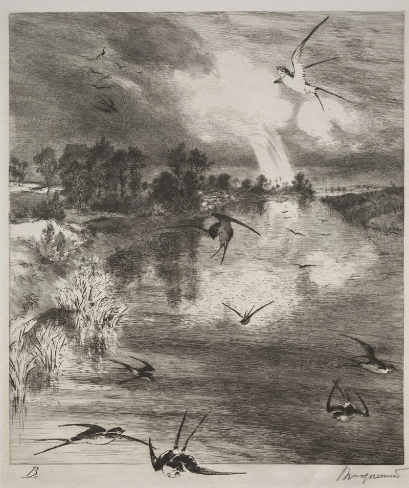 Swallows 3