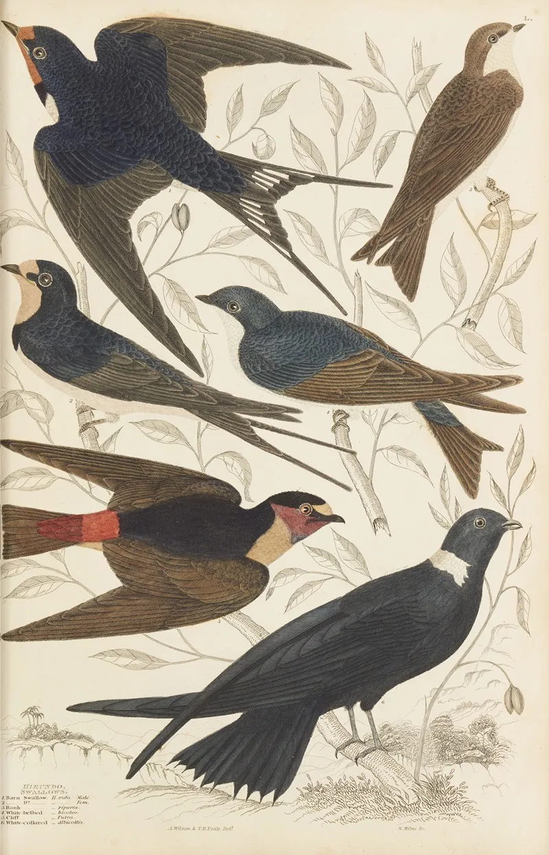 Swallows 4 Wall Art by William MacGillivray - High-Resolution Digital Print