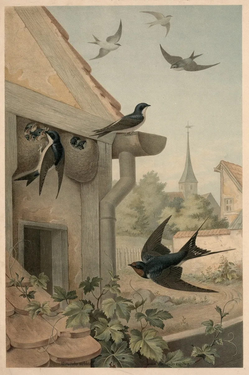 Swallows 6 Wall Art by Emil Schmidt - High-Resolution Digital Print