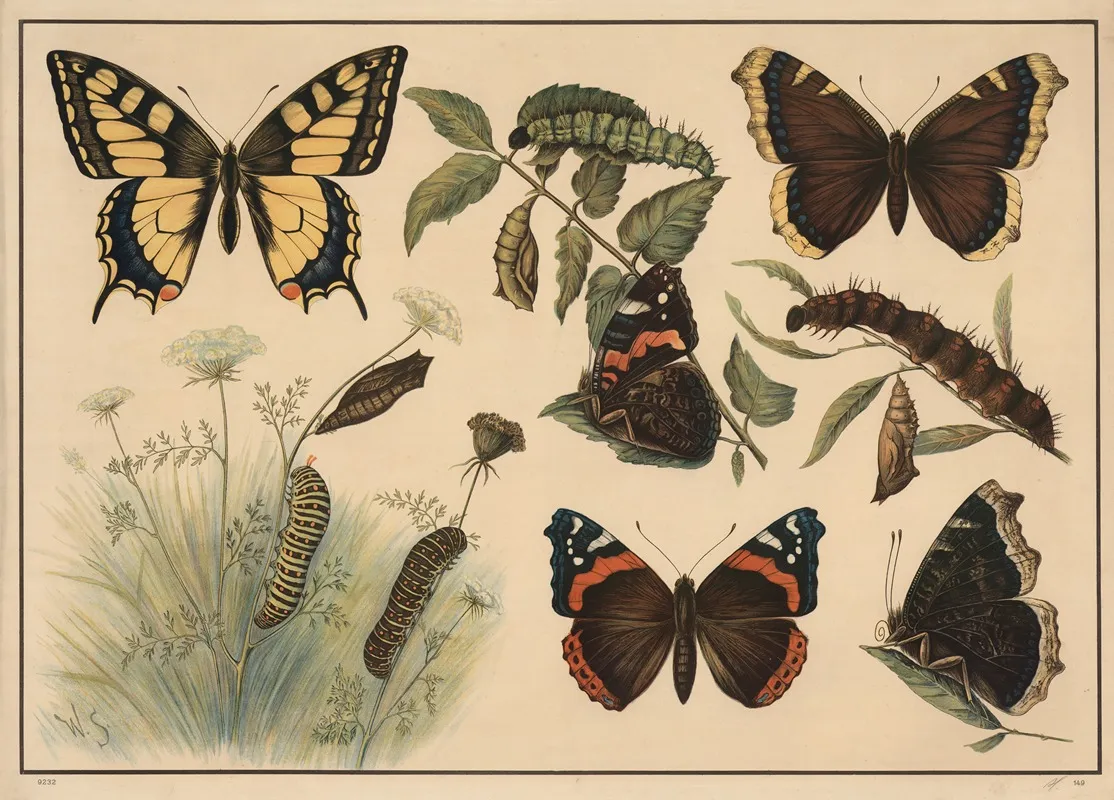 Swallowtail Butterflies