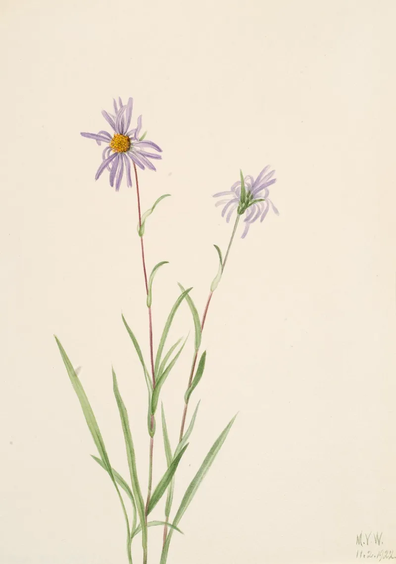 Swamp Aster Aster Paludosus
