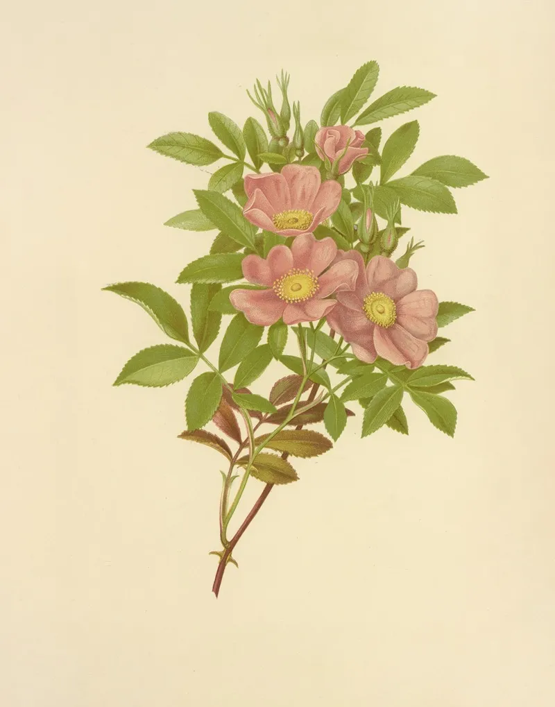 Swamp Rose Wall Art by Isaac Sprague - High-Resolution Digital Print