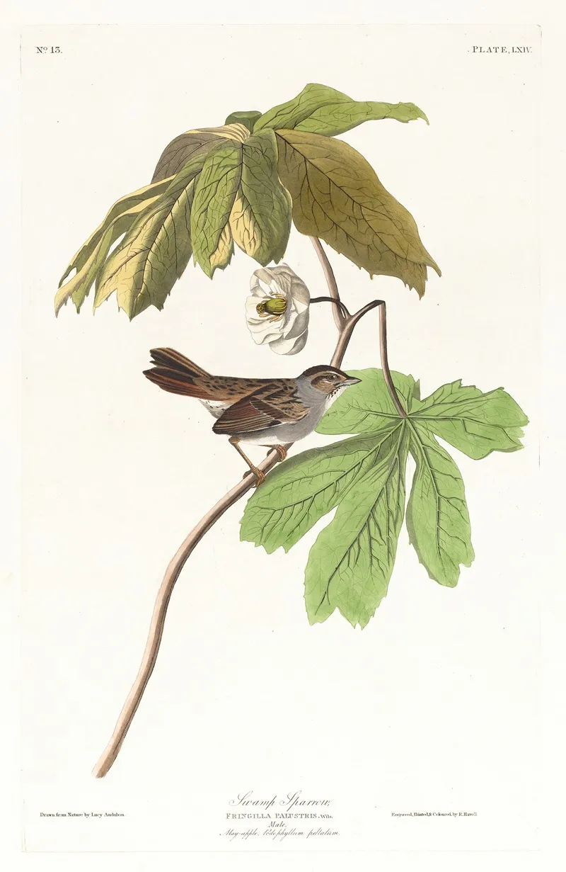 Swamp Sparrow Wall Art by John James Audubon - High-Resolution Digital Print