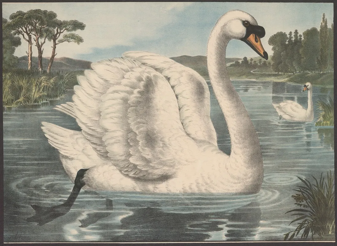 Swan 2 Wall Art by Hans Schmidt - High-Resolution Digital Print