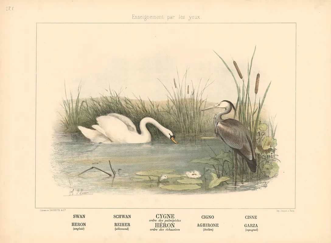 Swan Heron