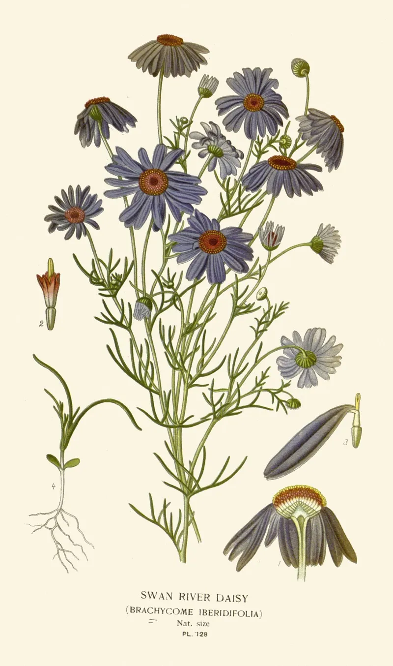 Swan River Daisy Wall Art by Edward Step - High-Resolution Digital Print
