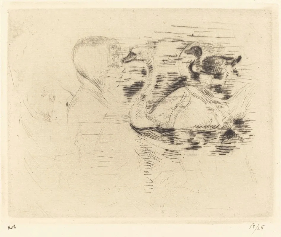 Swans At Stagnant Water