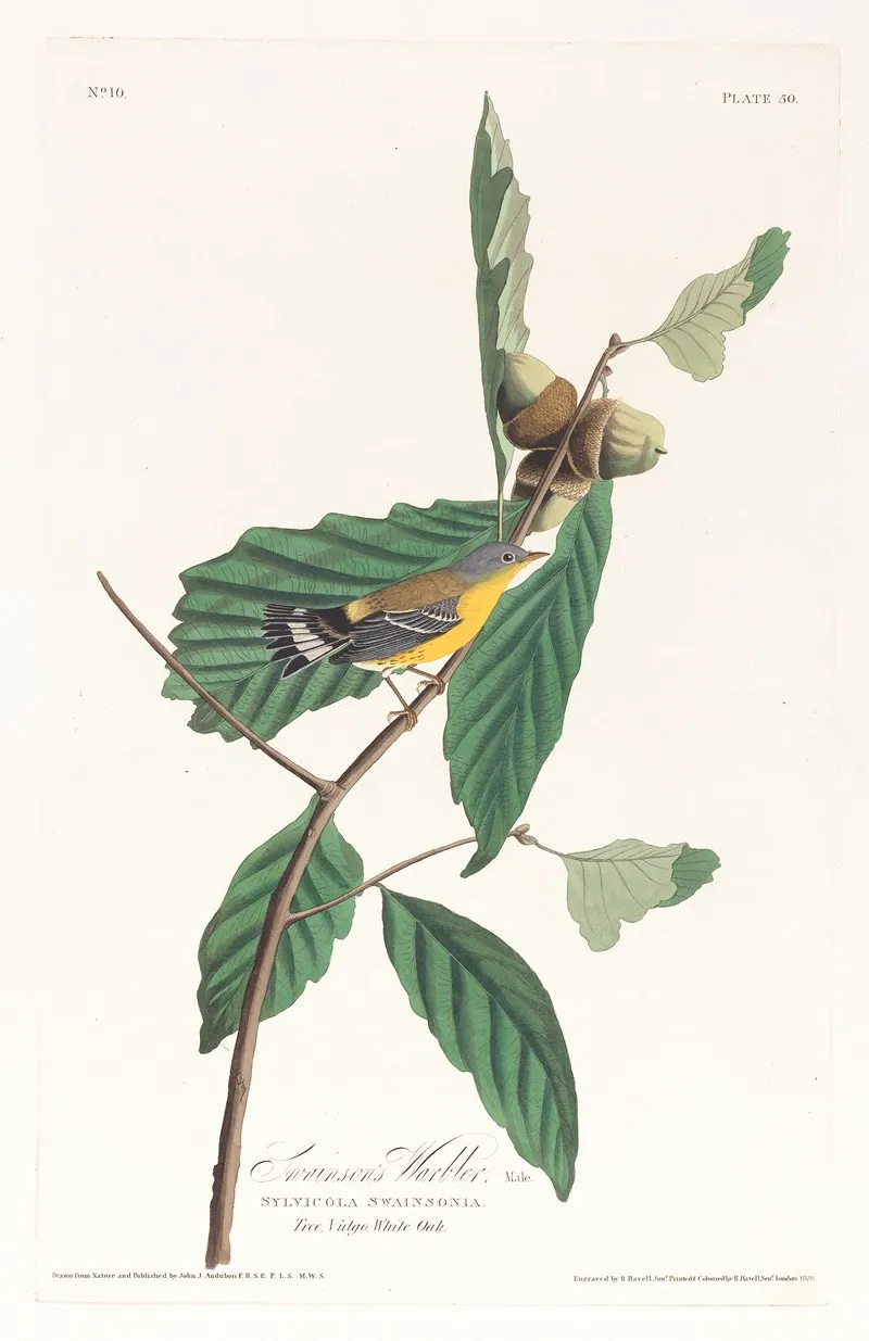 Swansons Warbler Wall Art by John James Audubon - High-Resolution Digital Print