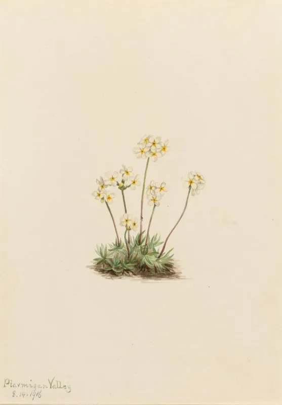 Sweet Androsace Androsace Carinata 2