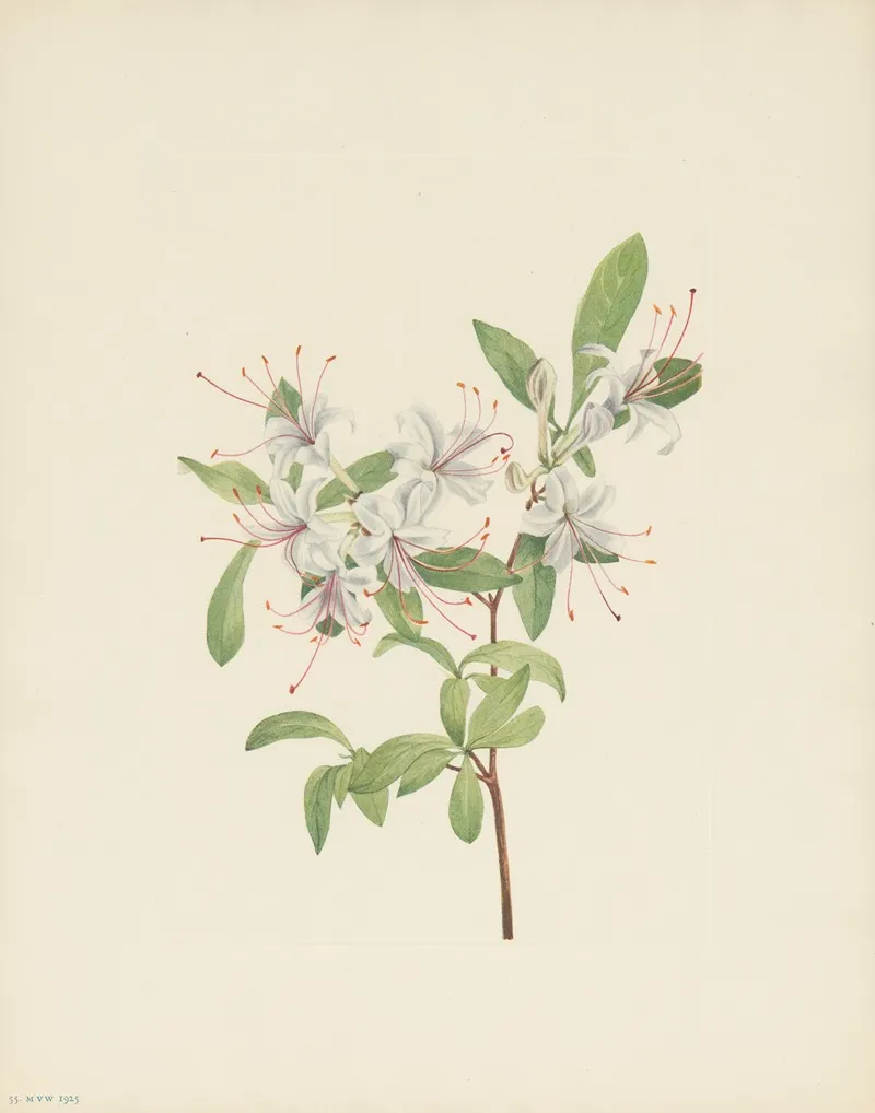 Sweet Azalea Azalea Arborescens 3