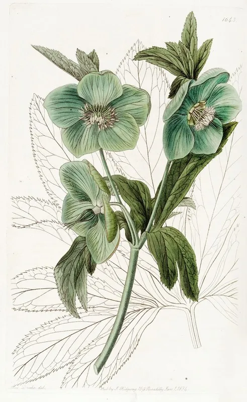 Sweet Hellebore Wall Art by Sydenham Edwards - High-Resolution Digital Print