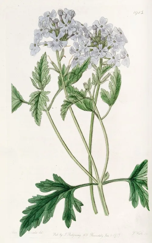 Sweet Lilac Vervain Wall Art by Sydenham Edwards - High-Resolution Digital Print