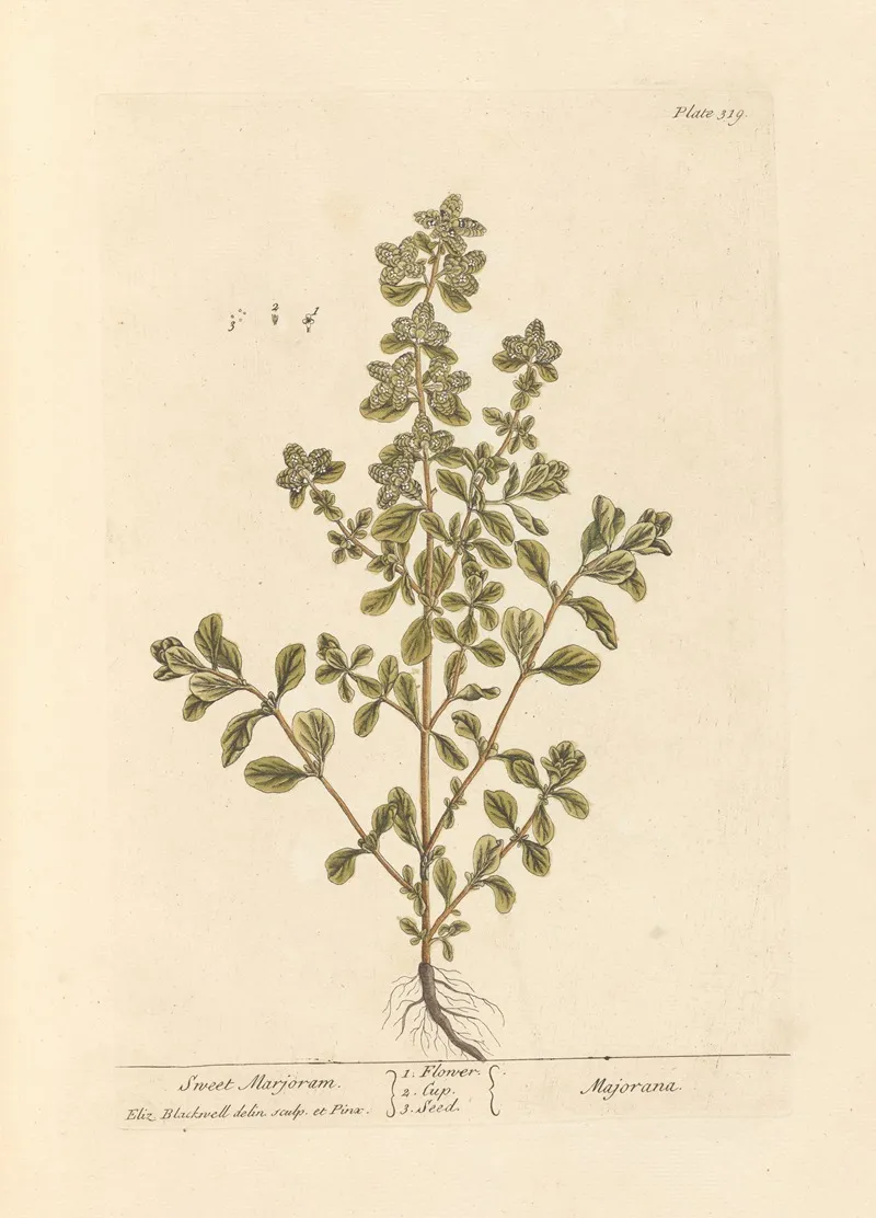 Sweet Marjoram Wall Art by Elizabeth Blackwell - High-Resolution Digital Print