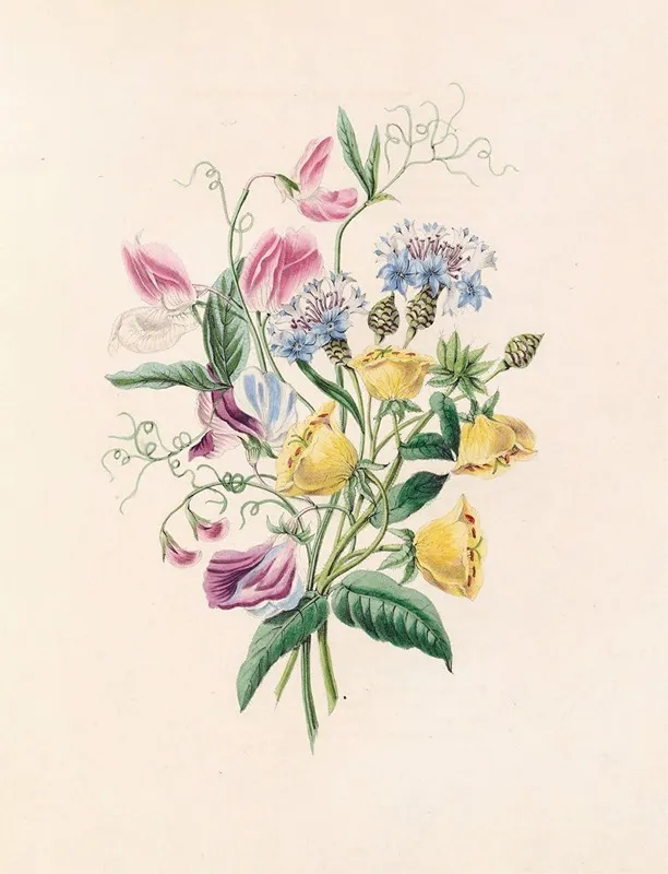 Sweet Pea Bluebottle Centaury And Evening Primrose Wall Art by James Ackerman - High-Resolution Digital Print