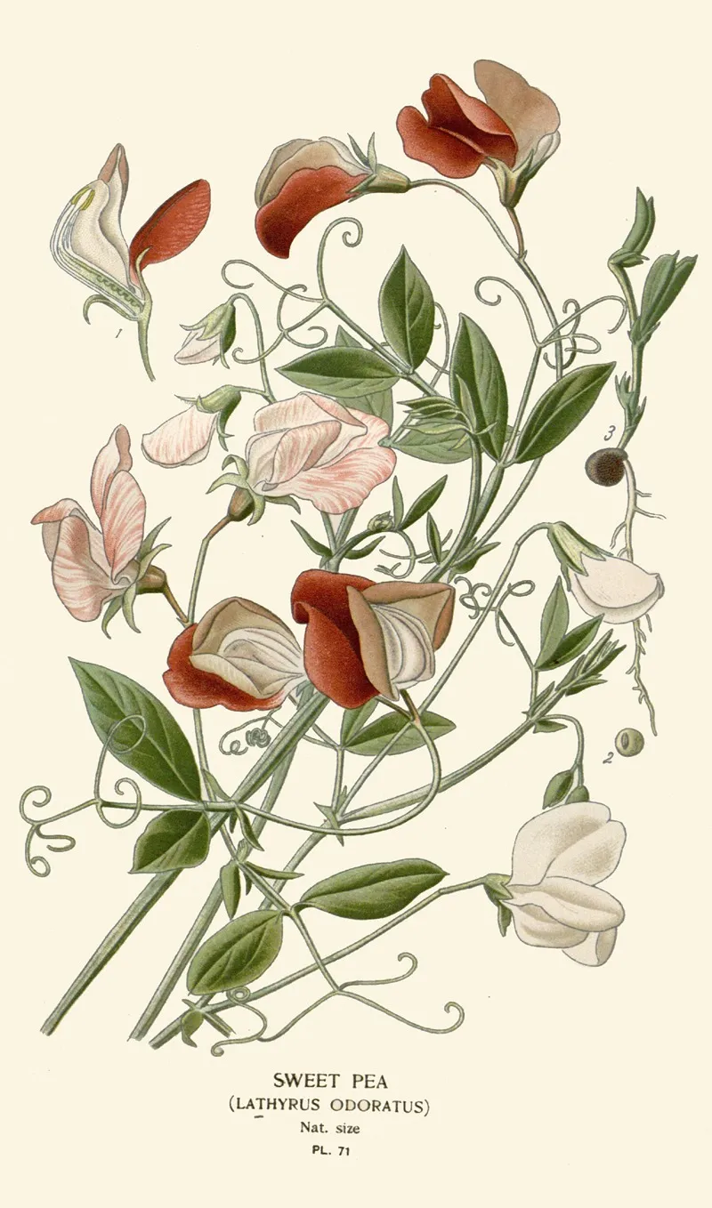 Sweet Pea Wall Art by Edward Step - High-Resolution Digital Print
