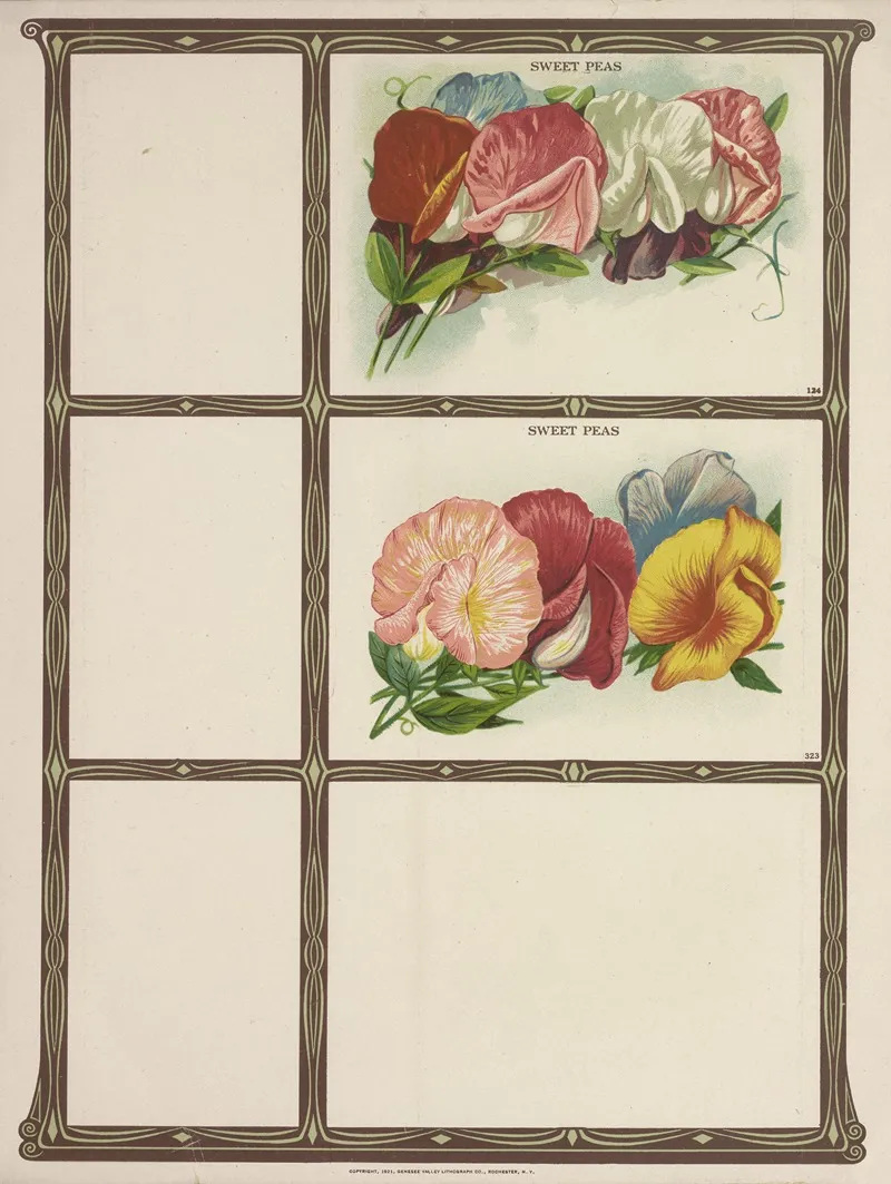 Sweet Peas 2 Wall Art by Genesee Valley Lithograph Co. - High-Resolution Digital Print