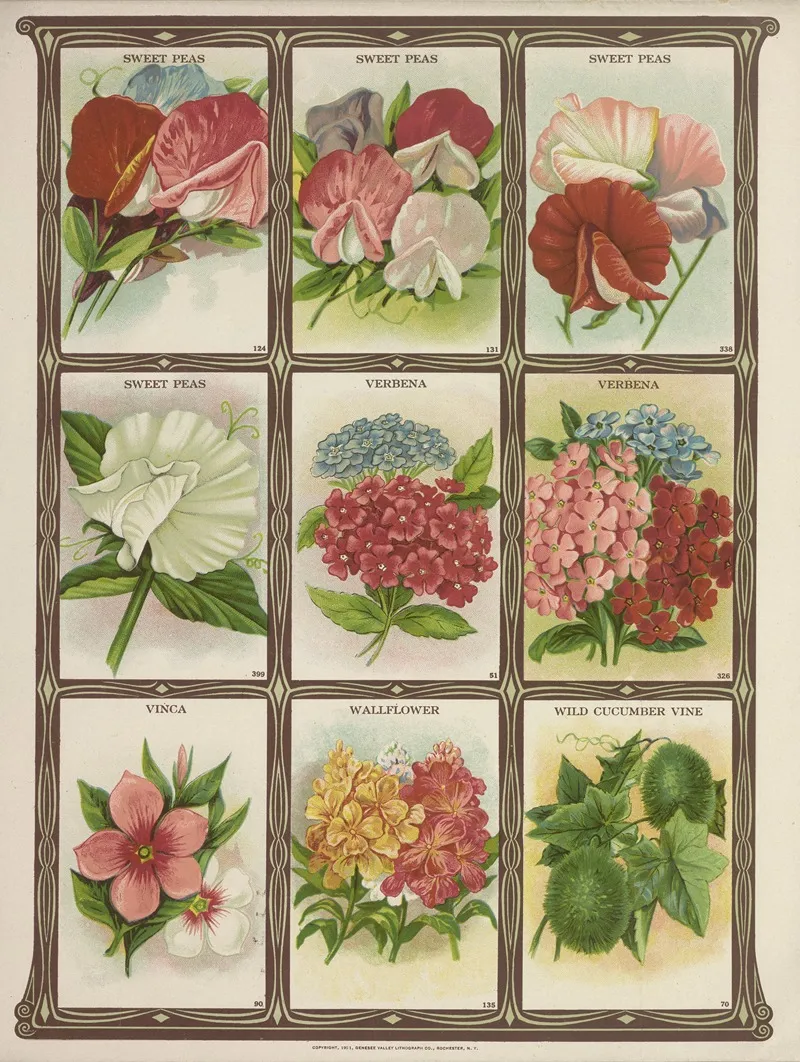 Sweet Peas Verbena Vinca Wallflower Wall Art by Genesee Valley Lithograph Co. - High-Resolution Digital Print