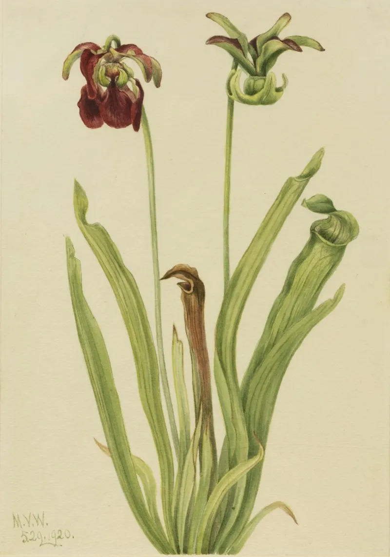 Sweet Pitcherplant Sarracenia Rubra 2
