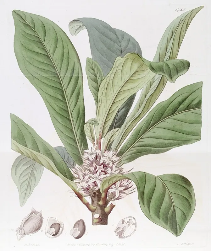 Sweet Scented Galipea Wall Art by Sydenham Edwards - High-Resolution Digital Print