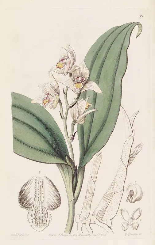 Sweet Scented Hair Orchis Wall Art by Sydenham Edwards - High-Resolution Digital Print