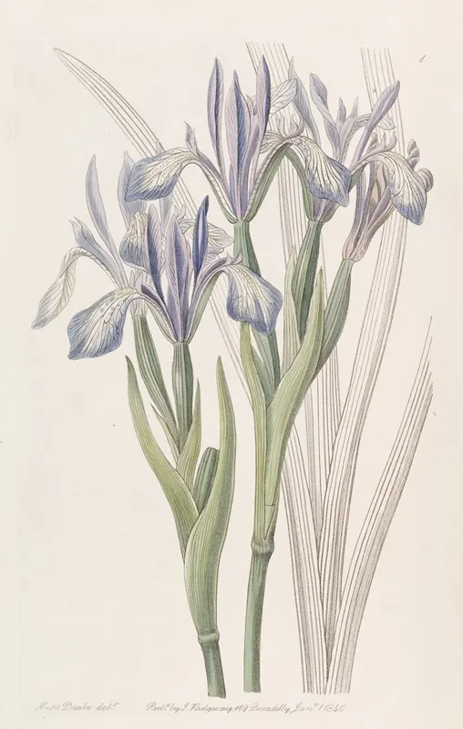 Sweet Scented Iris Wall Art by Sydenham Edwards - High-Resolution Digital Print