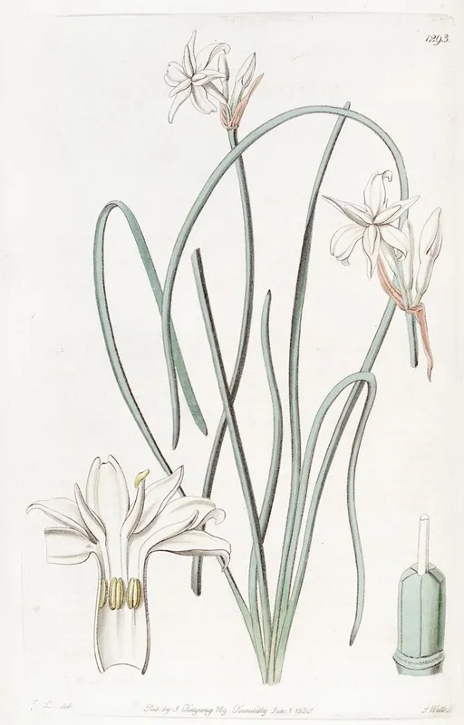 Sweet Scented Leucocoryne Wall Art by Sydenham Edwards - High-Resolution Digital Print