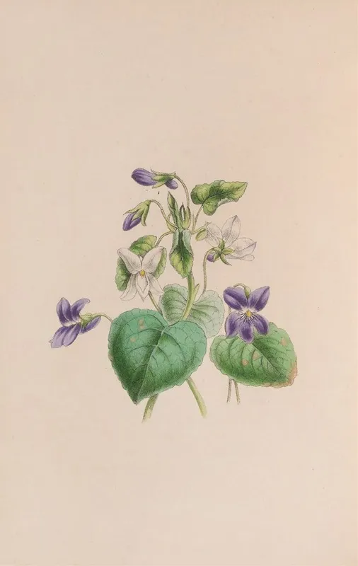Sweet Scented Violet Wall Art by John Stevens Henslow - High-Resolution Digital Print
